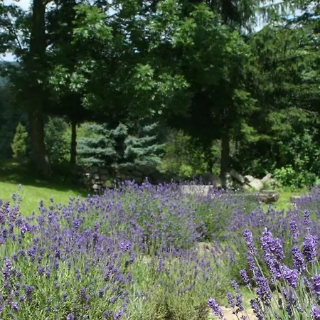 Lavendowo W Karkonoszach