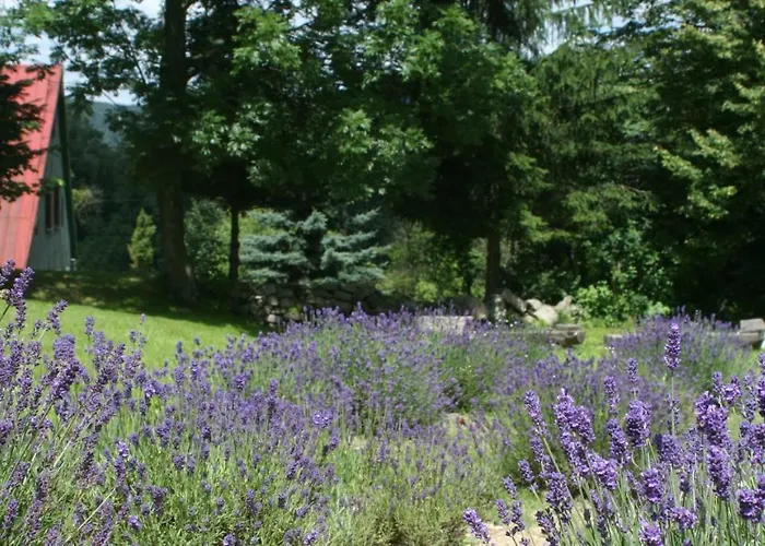 Lavendowo W Karkonoszach